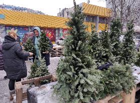 Christmas tree market in Kyiv